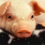 198chicken-pig-monkey